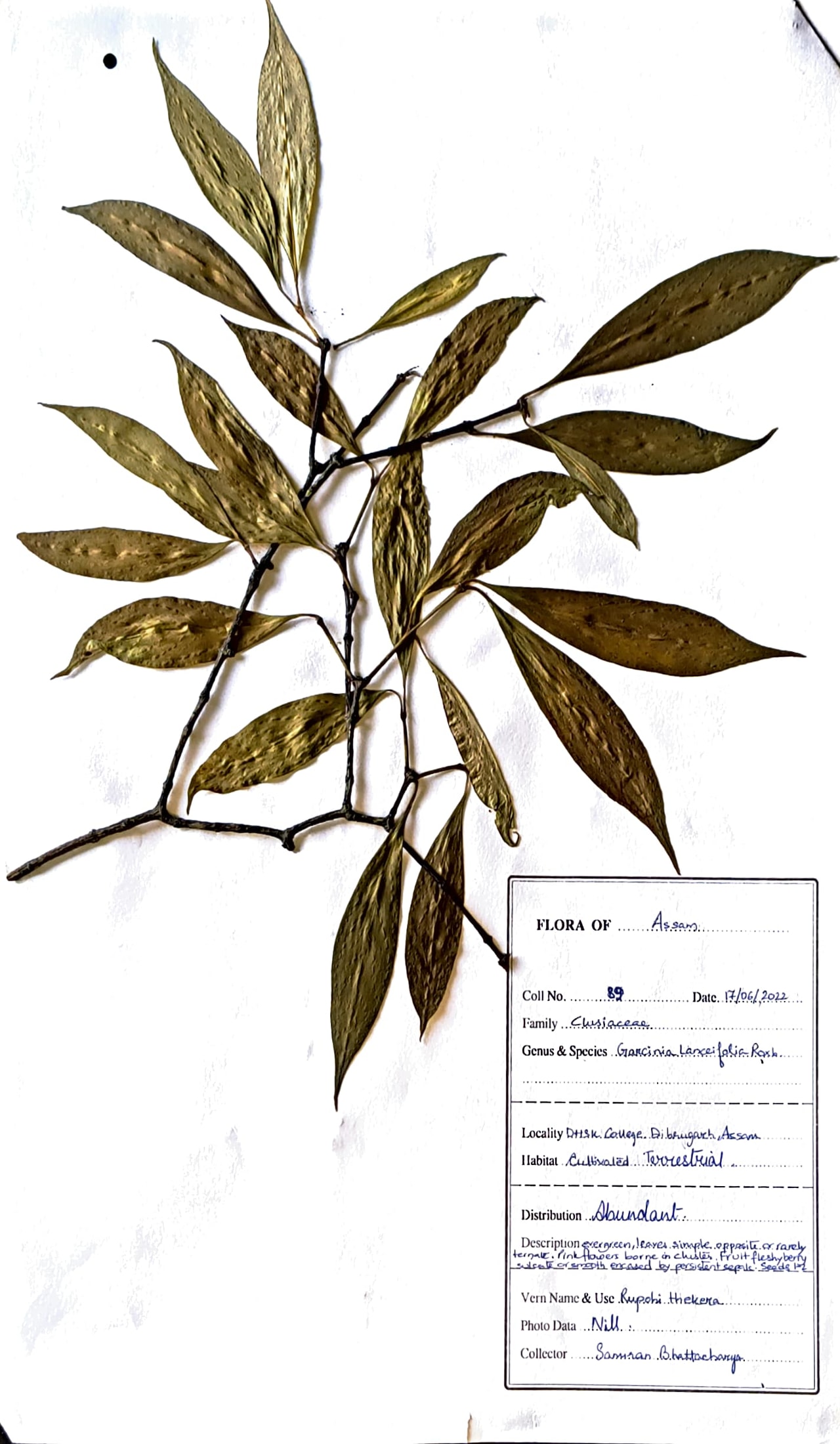 Rupohi thekera (Ass.) (Herbarium)